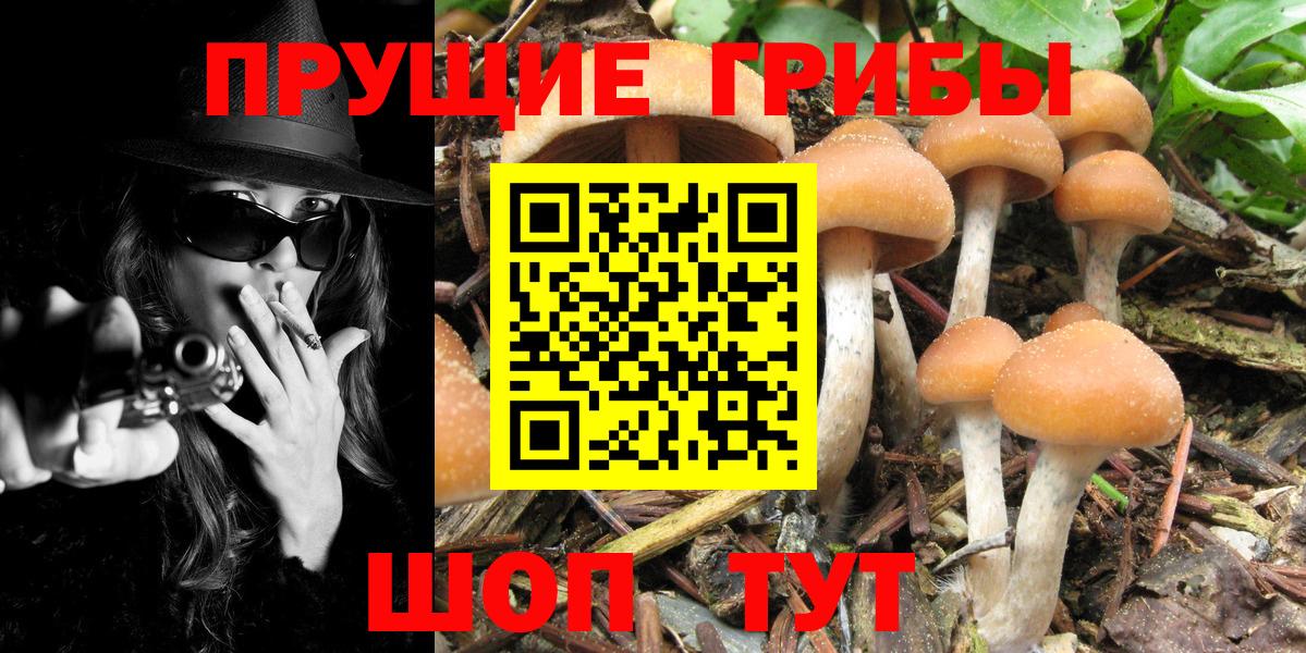 Галлюциногенные грибы Psilocybine cubensis  наркотики  Галлюциногенные грибы Psilocybe  Глазов  Вход с VPN 